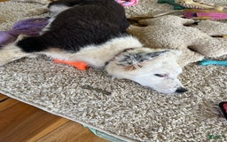 Australian Shepherd dogs for sale: Sugar - Image 8