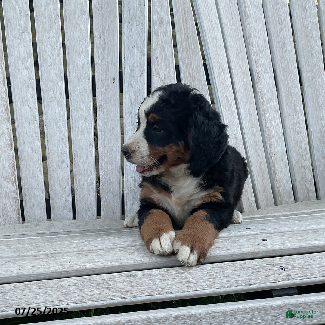 Bernese Mountain Dog dogs for sale: Bernese Mountain Dog 3 puppies - Image 2