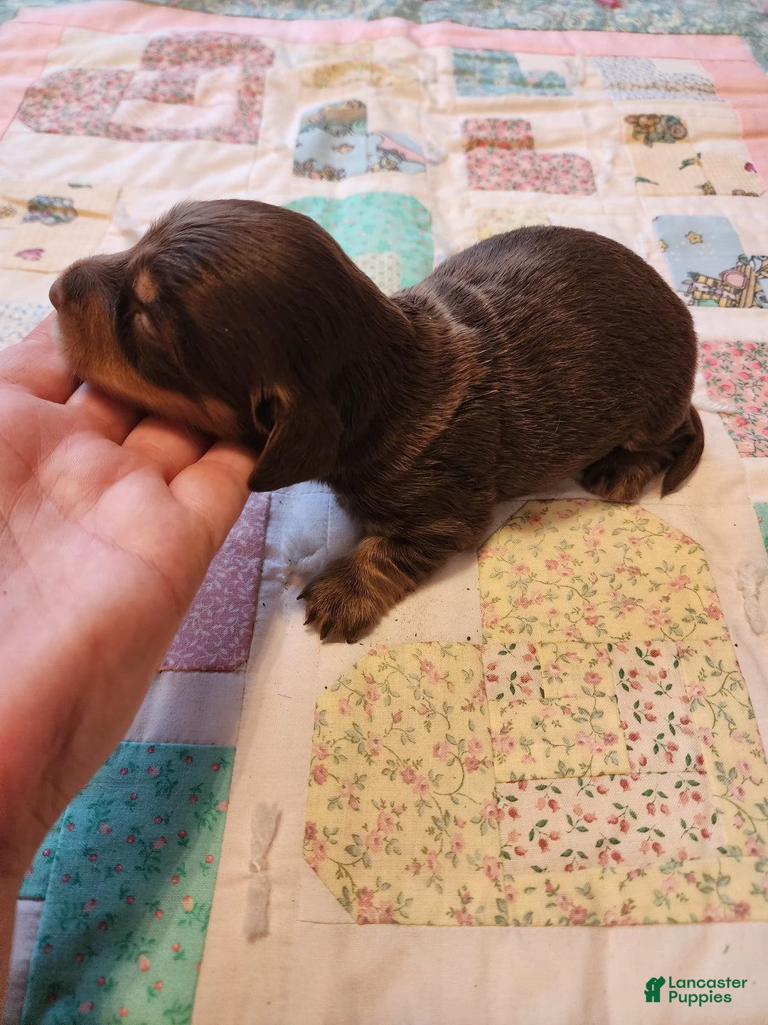 Miniature Dachshund dogs for sale: Casper - Image 13