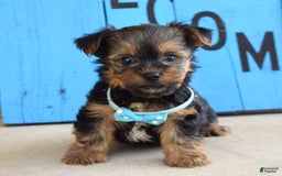 Yorkshire Terrier dogs for sale: Anderson - Image 7