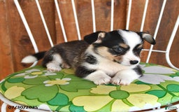 Welsh Corgi Pembroke dogs for sale: Spike - Image 4