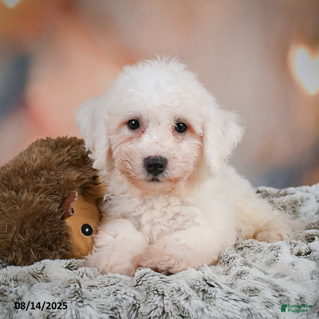 Bichon Frise dogs for sale: Bobby - Image 2