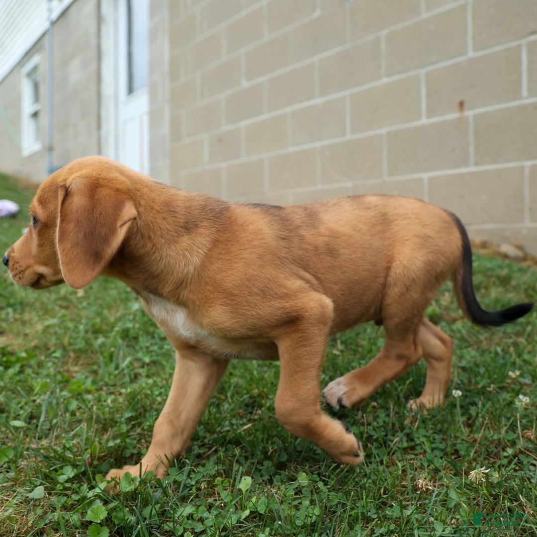 Beagle dogs for sale: Charlie - Image 5