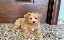 Maltipoo dogs for sale: Frankie - Image 1