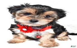 Morkie dogs for sale: Jana  Teacup - Image 4
