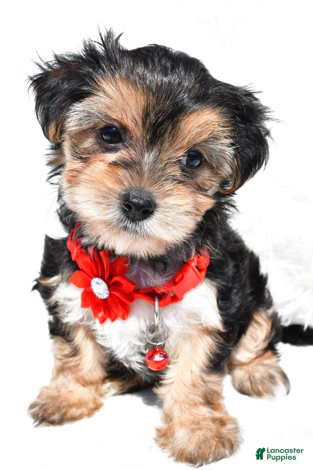 Morkie dogs for sale: Jana  Teacup - Image 4