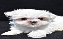 Maltese dogs for sale: Theo - Image 6