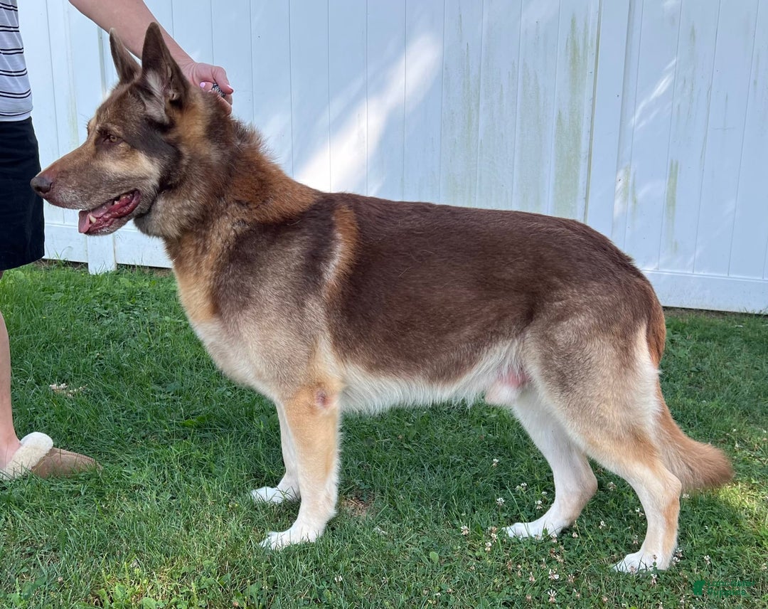 German Shepherd dogs for stud: Rafiki Von Moyer Haus - Image 2