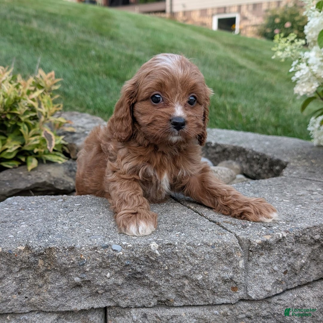 Cavapoo dogs for sale: Rosie - Image 7