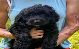 Goldendoodle dogs for sale: Brooklyn - Image 6