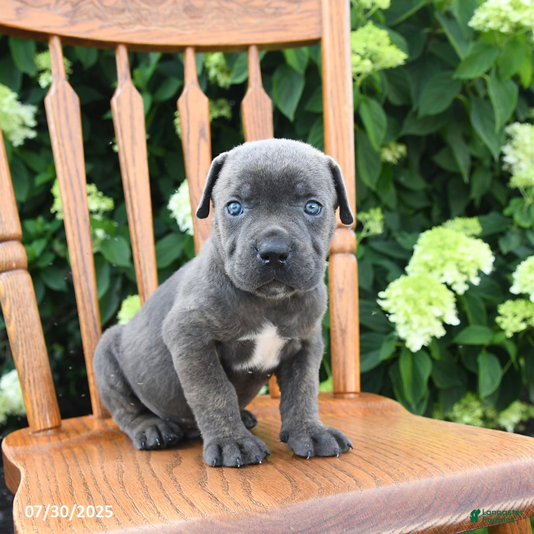 Cane Corso dogs for sale: Shadow - Image 4