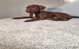 Jackapoo dogs for sale: Fudge - Image 3
