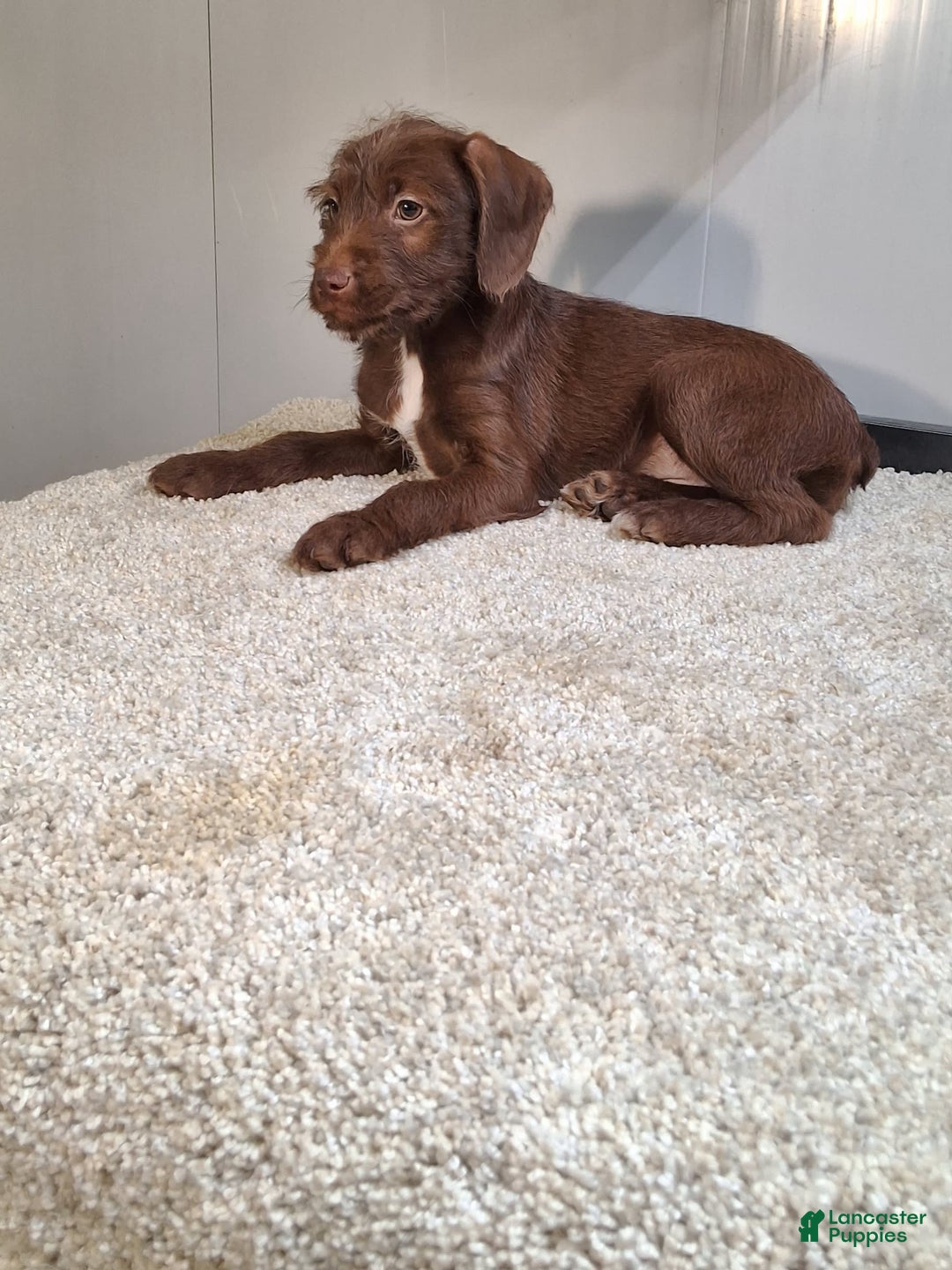 Jackapoo dogs for sale: Fudge - Image 3