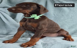 Doberman Pinscher dogs for sale: Persia - Image 7