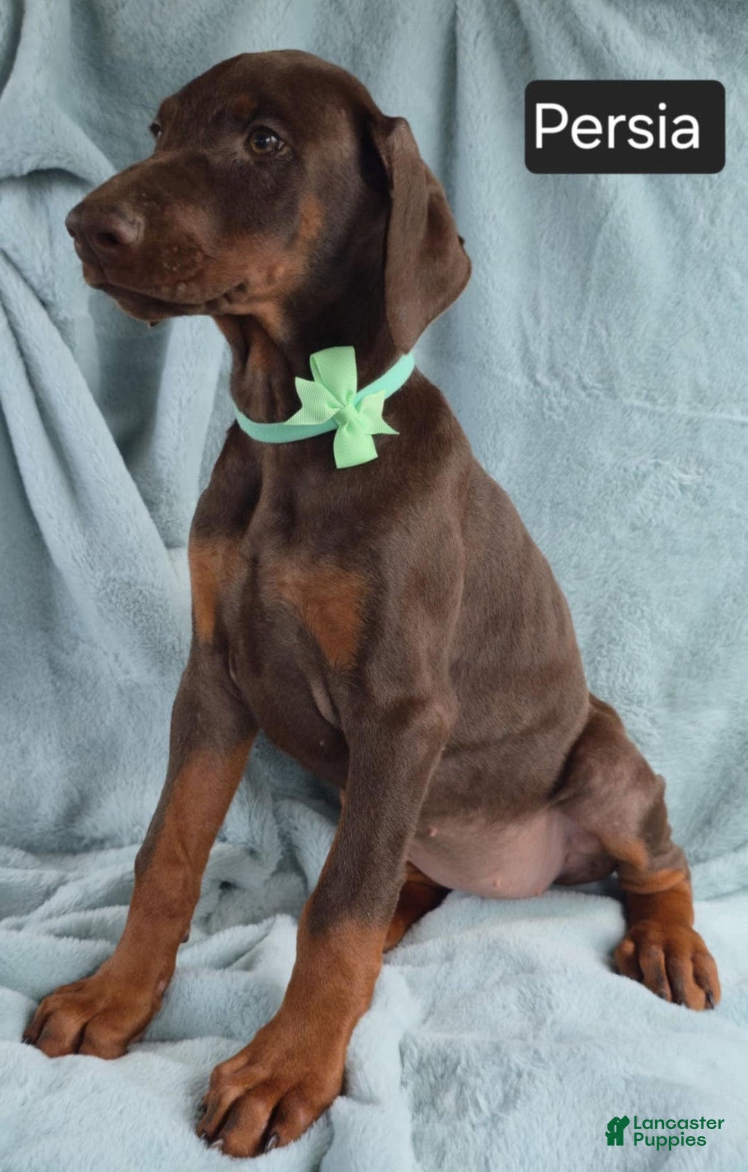 Doberman Pinscher dogs for sale: Persia - Image 7