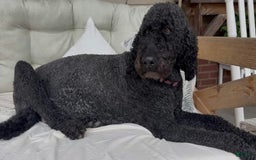 Bernedoodle dogs for sale: Light Blue Collar Girl - Image 7