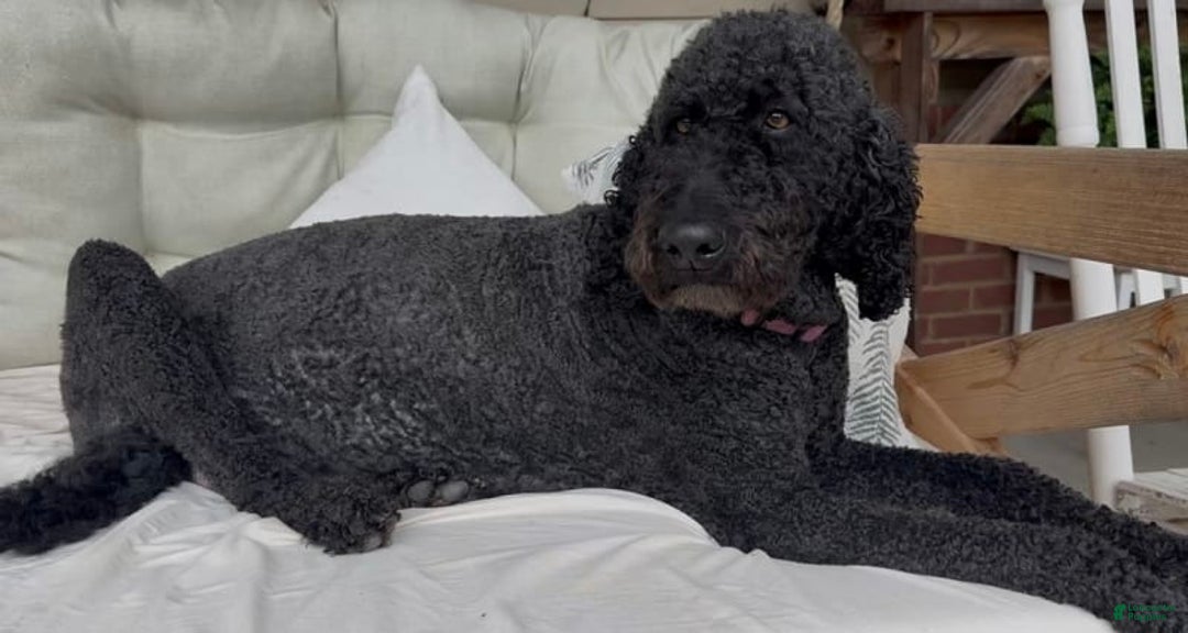 Bernedoodle dogs for sale: Light Blue Collar Girl - Image 7
