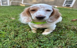 Miniature Dachshund dogs for sale: Biscuit - Image 2