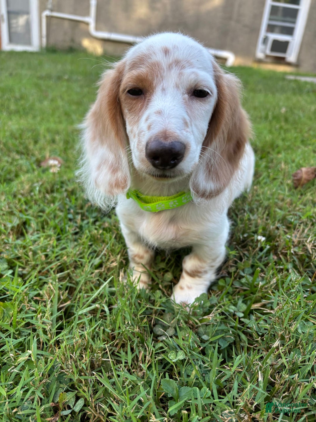 Miniature Dachshund dogs for sale: Biscuit - Image 2