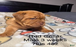 Dogue De Bordeaux dogs for sale: Red Collar Male - Image 3