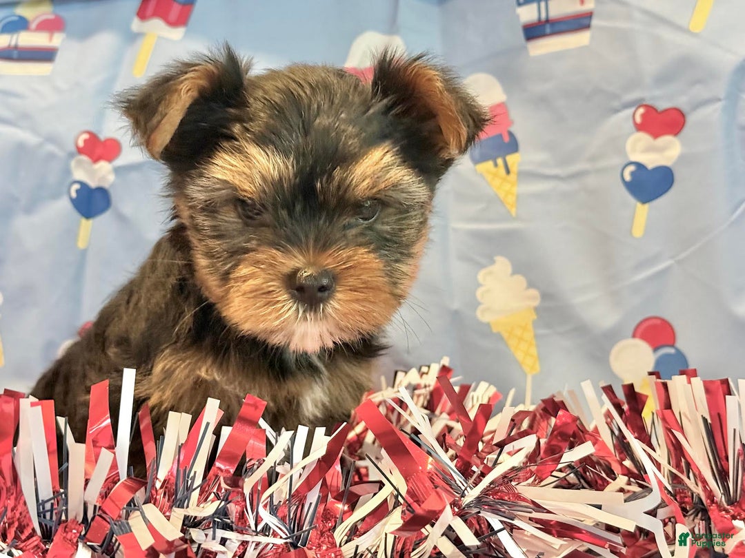 Yorkshire Terrier dogs for sale: Grumpy - Image 2