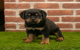 Rottweiler dogs for sale: Diesel - Listing for pets: Hunter, Lightining, Elliot, Diesel - Image 8