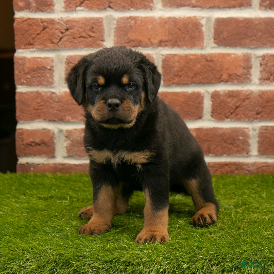 Rottweiler dogs for sale: Diesel - Listing for pets: Hunter, Lightining, Elliot, Diesel - Image 8