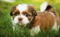 Shih Tzu dogs for sale: Franklin - Image 7