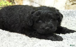 Portuguese Water Dog dogs for sale: Soloman - Image 7