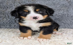 Bernese Mountain Dog dogs for sale: Bruno - Image 1