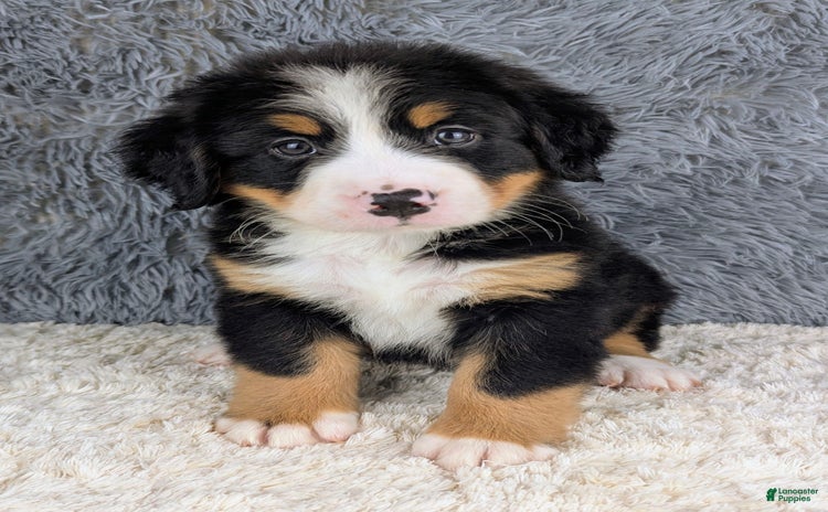 Bernese Mountain Dog dogs for sale - Ad 2