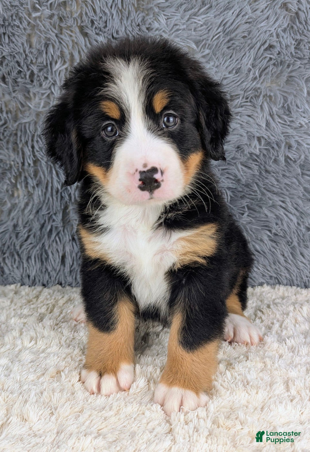 Bernese Mountain Dog dogs for sale: Bruno - Image 1