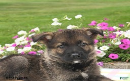 German Shepherd dogs for sale: Brutus - Image 2