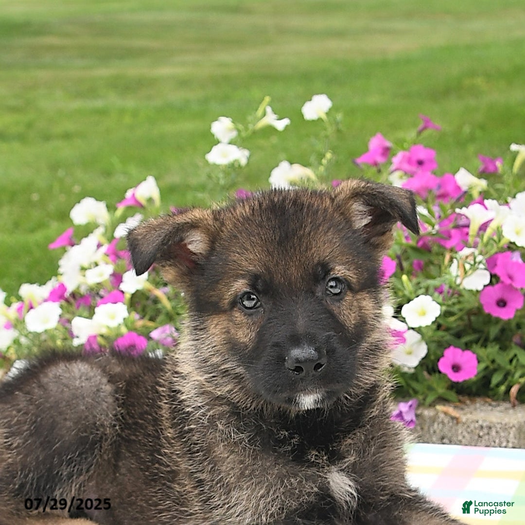 German Shepherd dogs for sale: Brutus - Image 2