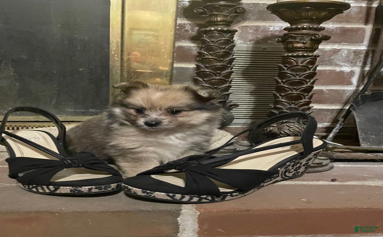 Pomeranian dogs - Advert 13