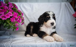 Bernedoodle dogs for sale: Joker - Image 3
