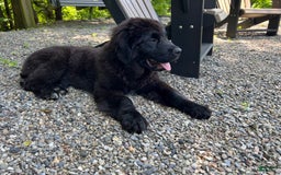Newfoundland dogs for sale: Annie - Image 2