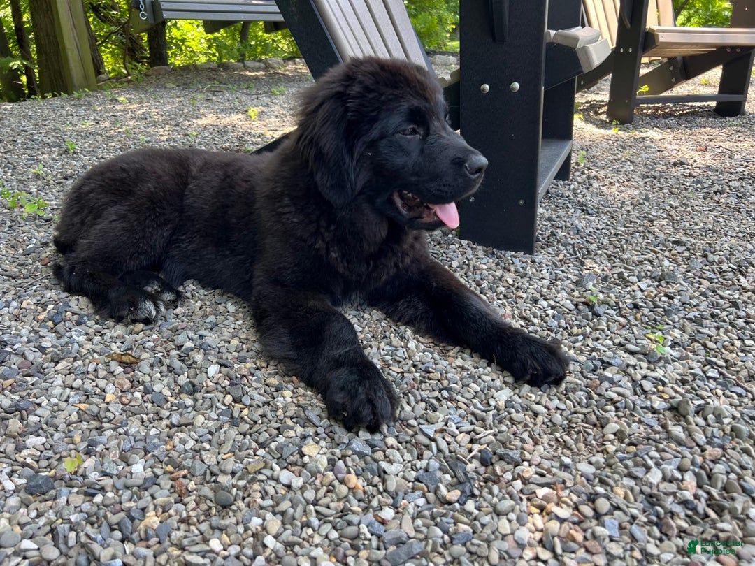 Newfoundland dogs for sale: Annie - Image 2