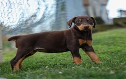 Doberman Pinscher dogs for sale: Dixie - Image 7
