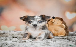 Chihuahua dogs for sale: Callie - Image 6