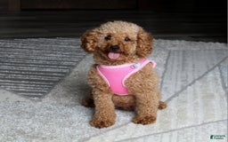 Miniature Poodle dogs for sale: Nala - Image 9