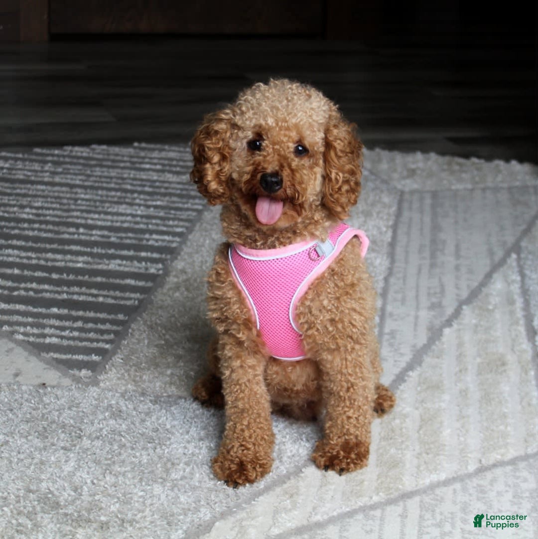 Miniature Poodle dogs for sale: Nala - Image 9