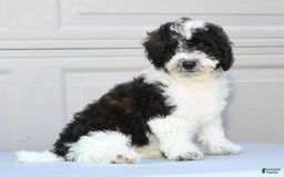 Maltipoo dogs for sale: Marshall - Image 8