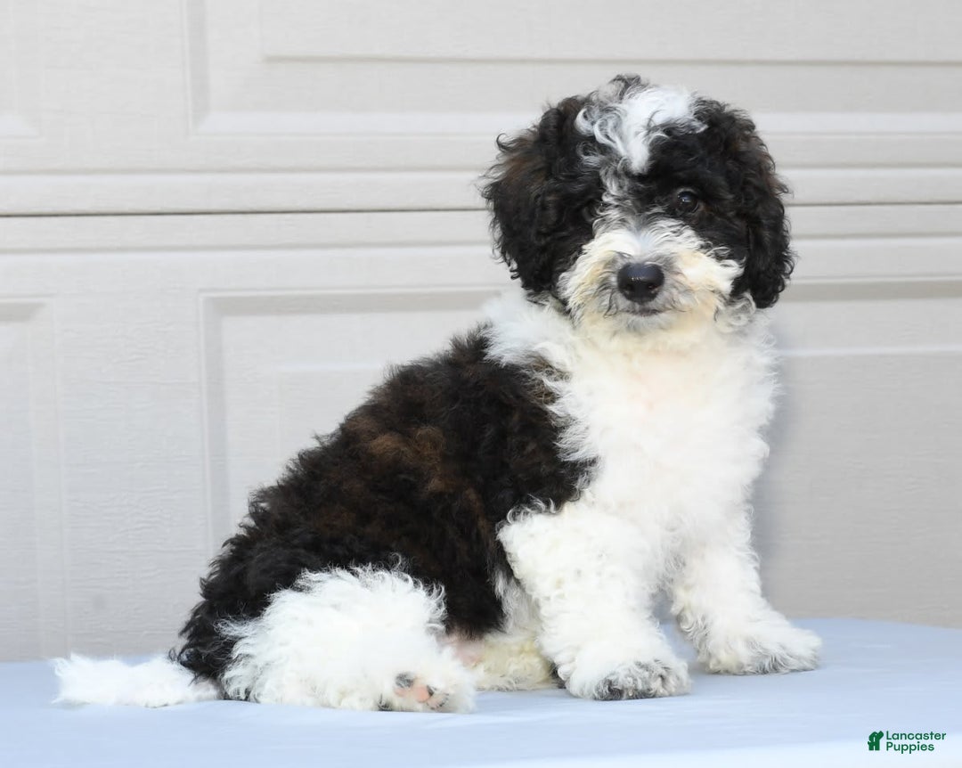 Maltipoo dogs for sale: Marshall - Image 8