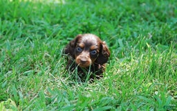 Dachshund dogs for sale: Akc Dixie - Image 10