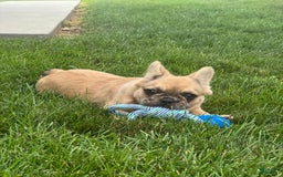 French Bulldog dogs for sale: Derick - Image 4