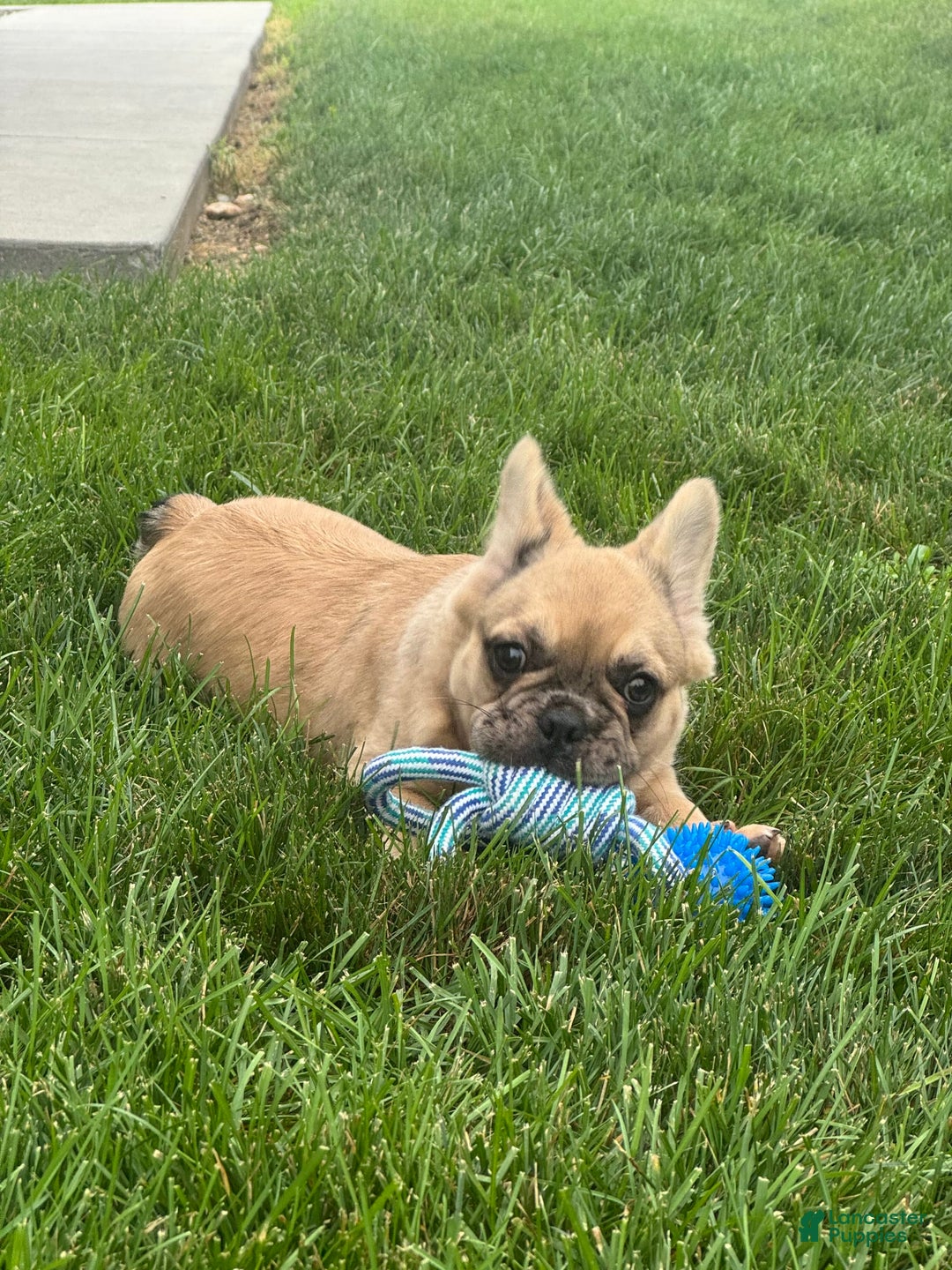 French Bulldog dogs for sale: Derick - Image 4