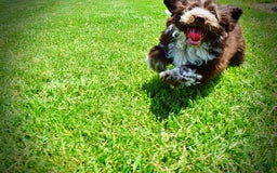 Havapoo dogs for sale: Valor - Image 17