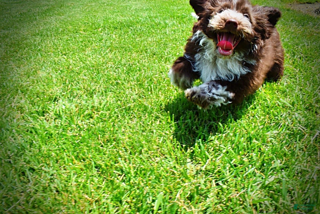Havapoo dogs for sale: Valor - Image 17