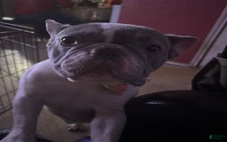 French Bulldog dogs for sale: Chloe - Image 1